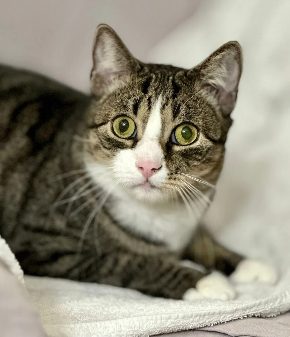 Nele's Katzenpension (C. Maser) - Baden-Württemberg pet otel görseli 3