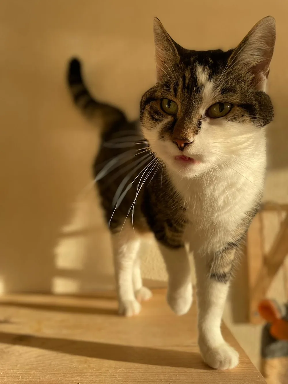 Rosie's Katzenhotel - Baden-Württemberg pet otel görseli 3