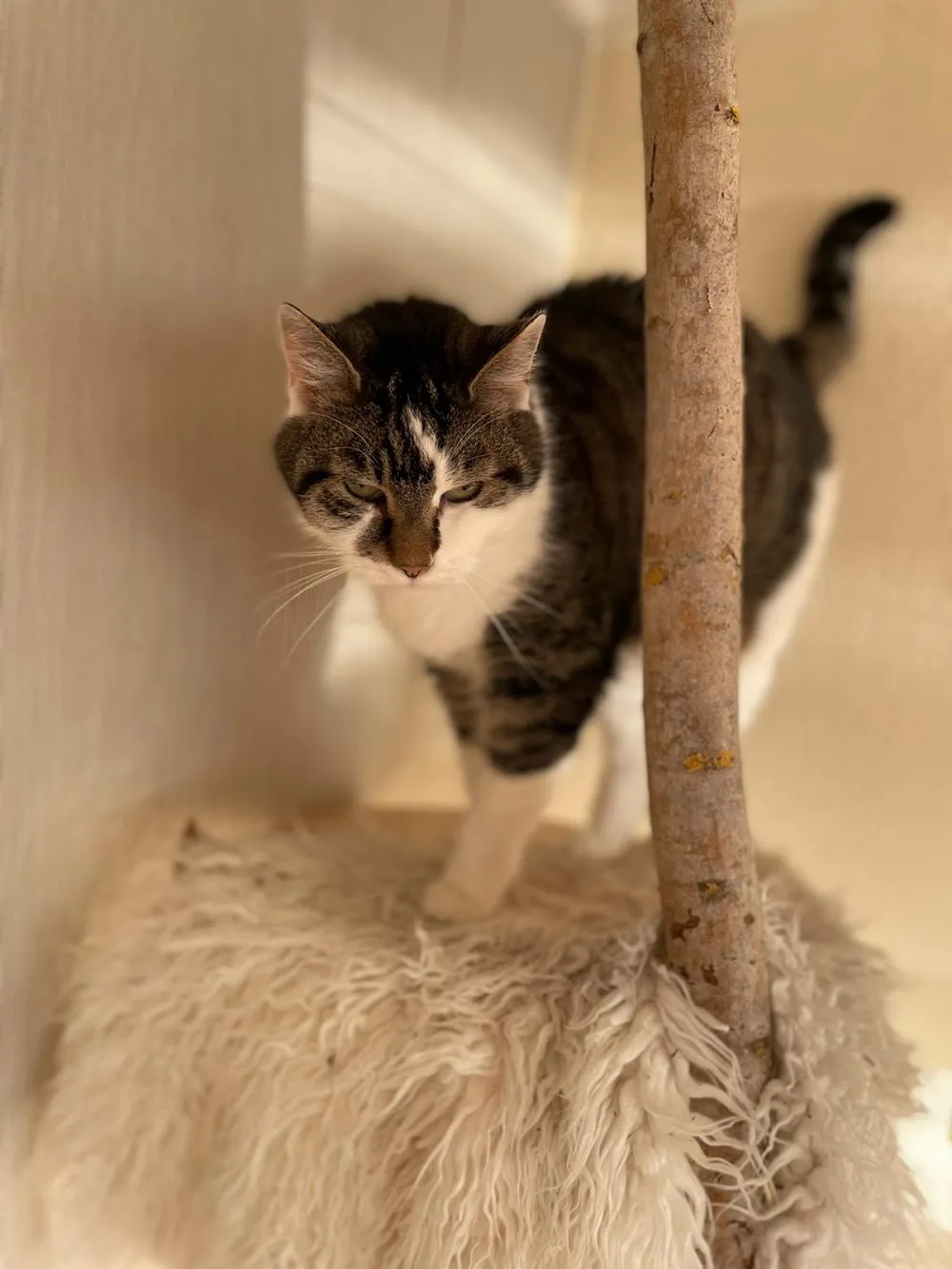 Rosie's Katzenhotel - Baden-Württemberg pet otel görseli 6