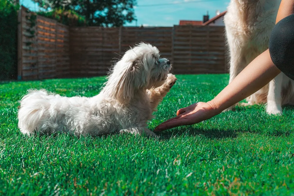 Silke's Hundebetreuung - Baden-Württemberg pet otel görseli 2