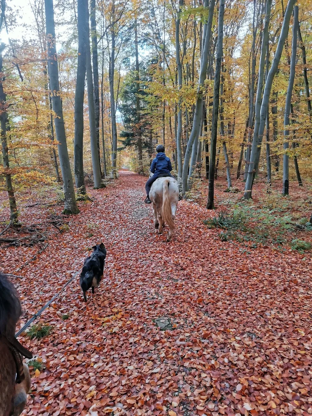 Steffi's Kleine Tierpension - Baden-Württemberg pet otel