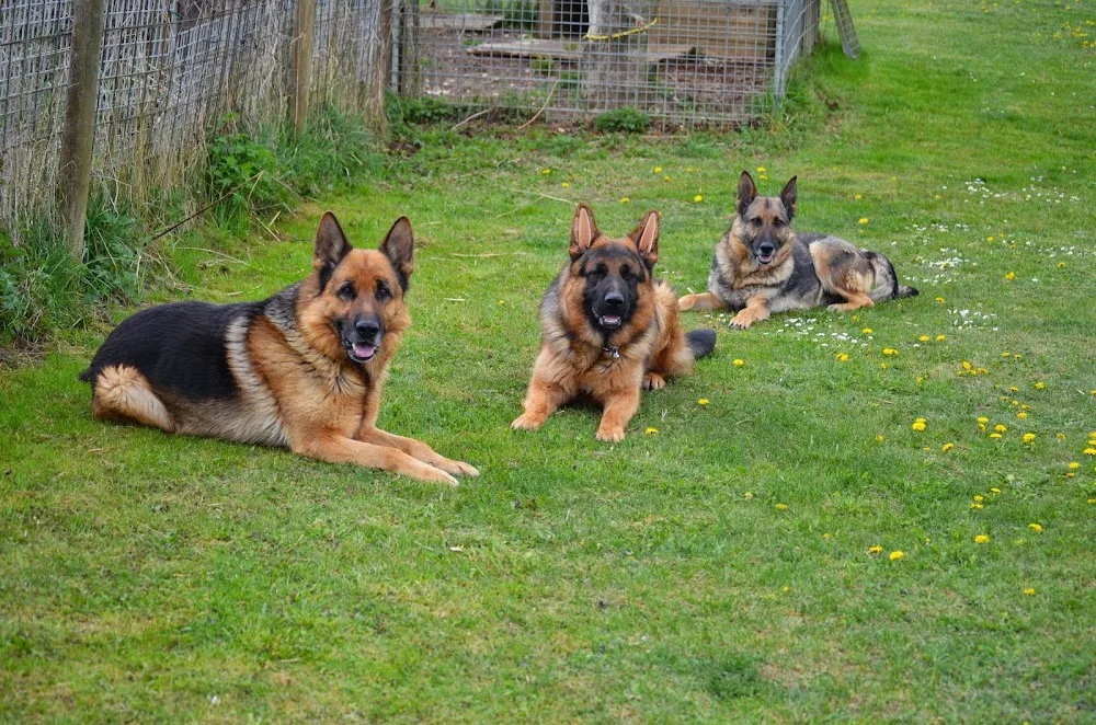 Tierpension Elchingen - Baden-Württemberg pet otel görseli 3