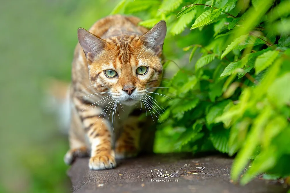 Tierpension Erlenhof (nur Katzen) - Baden-Württemberg pet otel görseli 2
