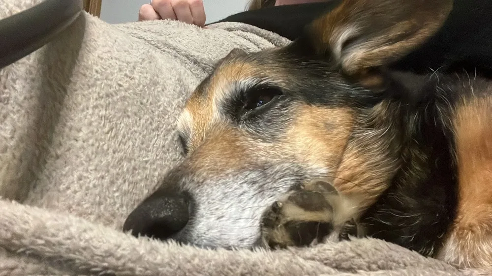 Beates Tierpension - Hundepension und Katzenpension - Baesweiler pet otel