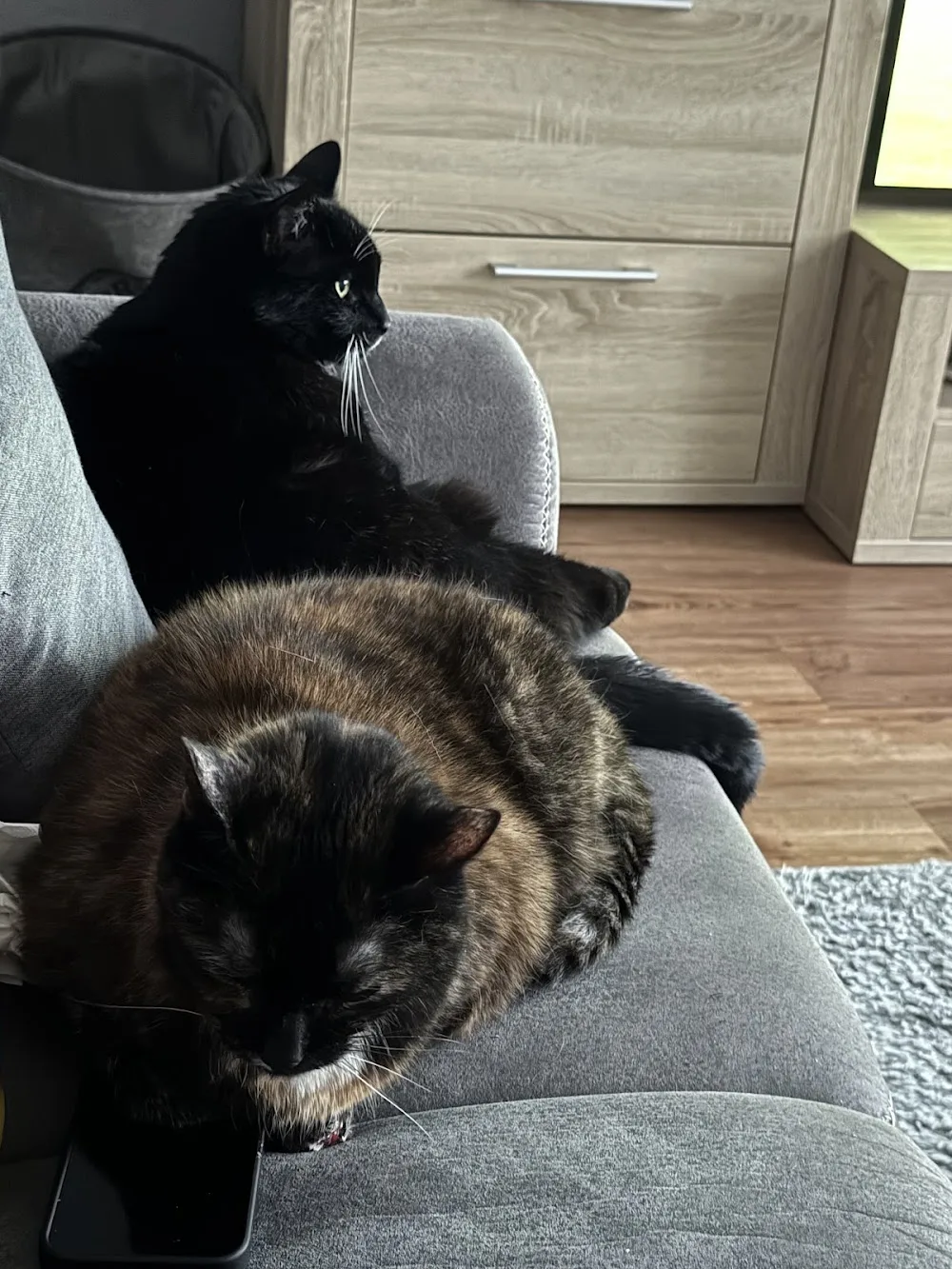 Beates Tierpension - Hundepension und Katzenpension - Baesweiler pet otel görseli 3
