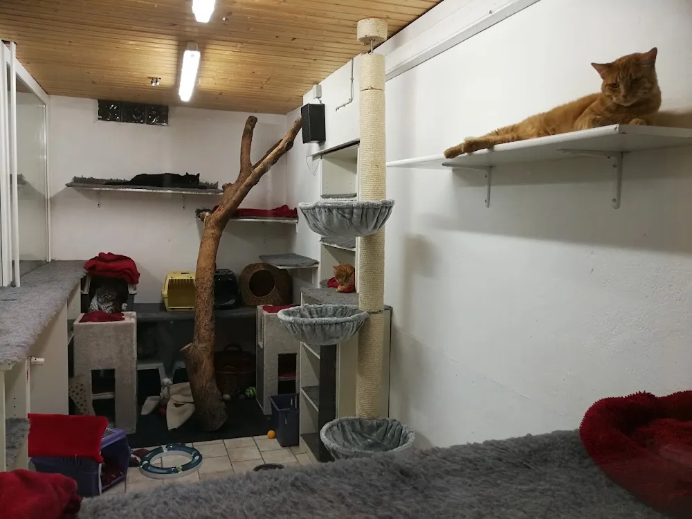 Katzenpension KATZENHÄUSCHEN - Baesweiler pet otel görseli 3