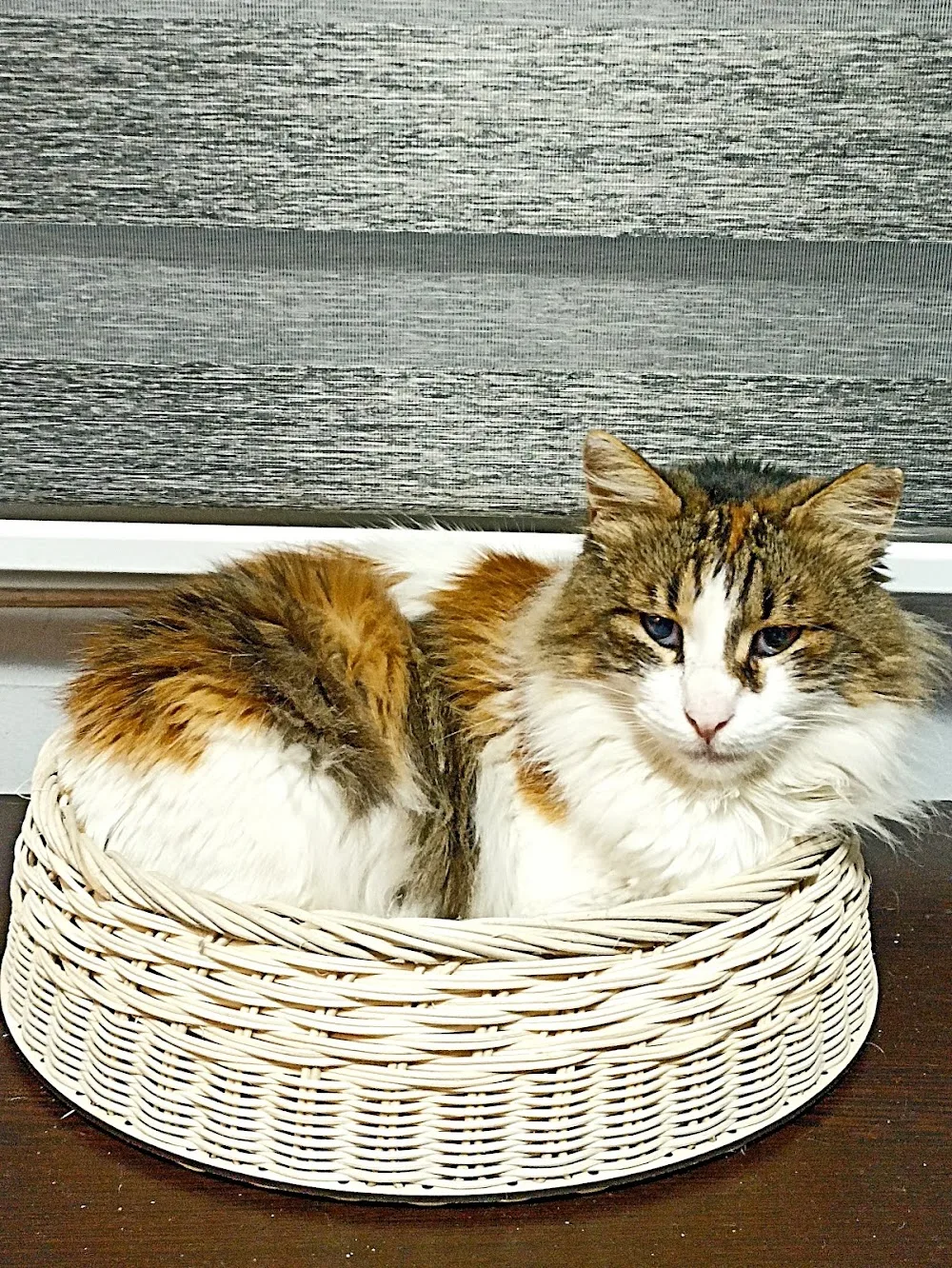 BIZDIKYAN Kedi Konuk evi - Baghestan pet otel
