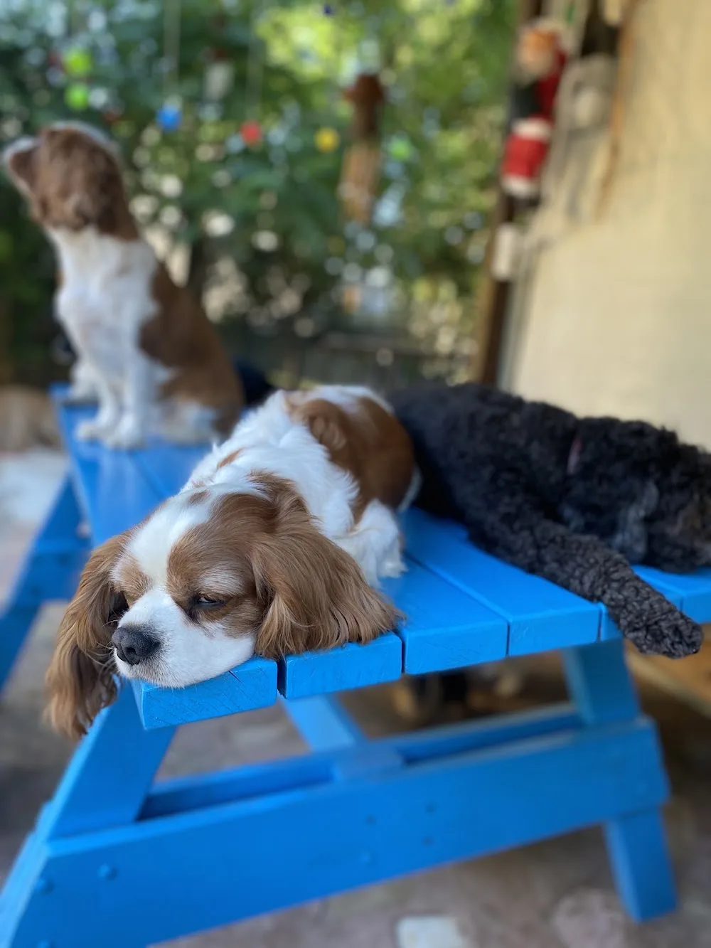 Dog city by pablo - Baghestan pet otel
