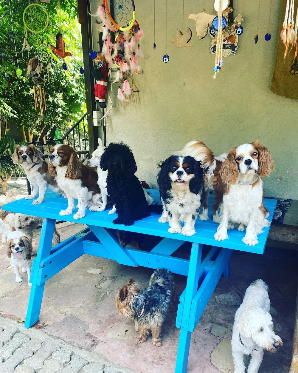 Dog city by pablo - Baghestan pet otel görseli 7