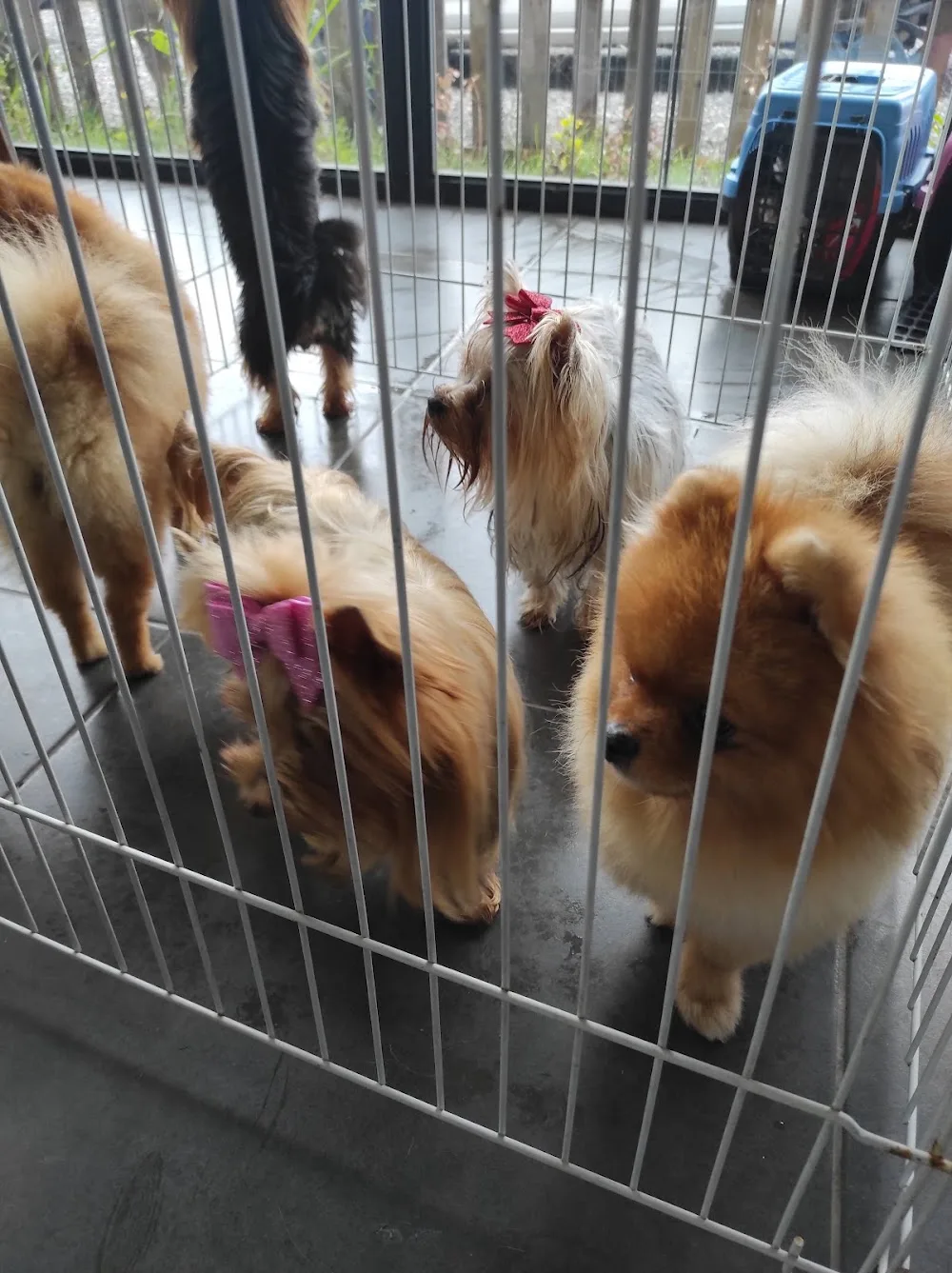 Dog School Köpek Eğitim Merkezi ve Oteli - Baghestan pet otel