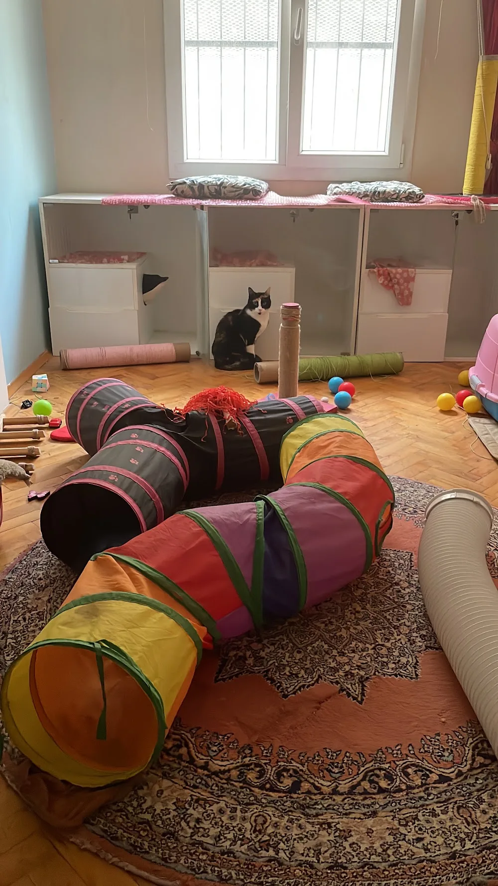 İzmir Kedi Oteli bayraklı - Baghestan pet otel görseli 3