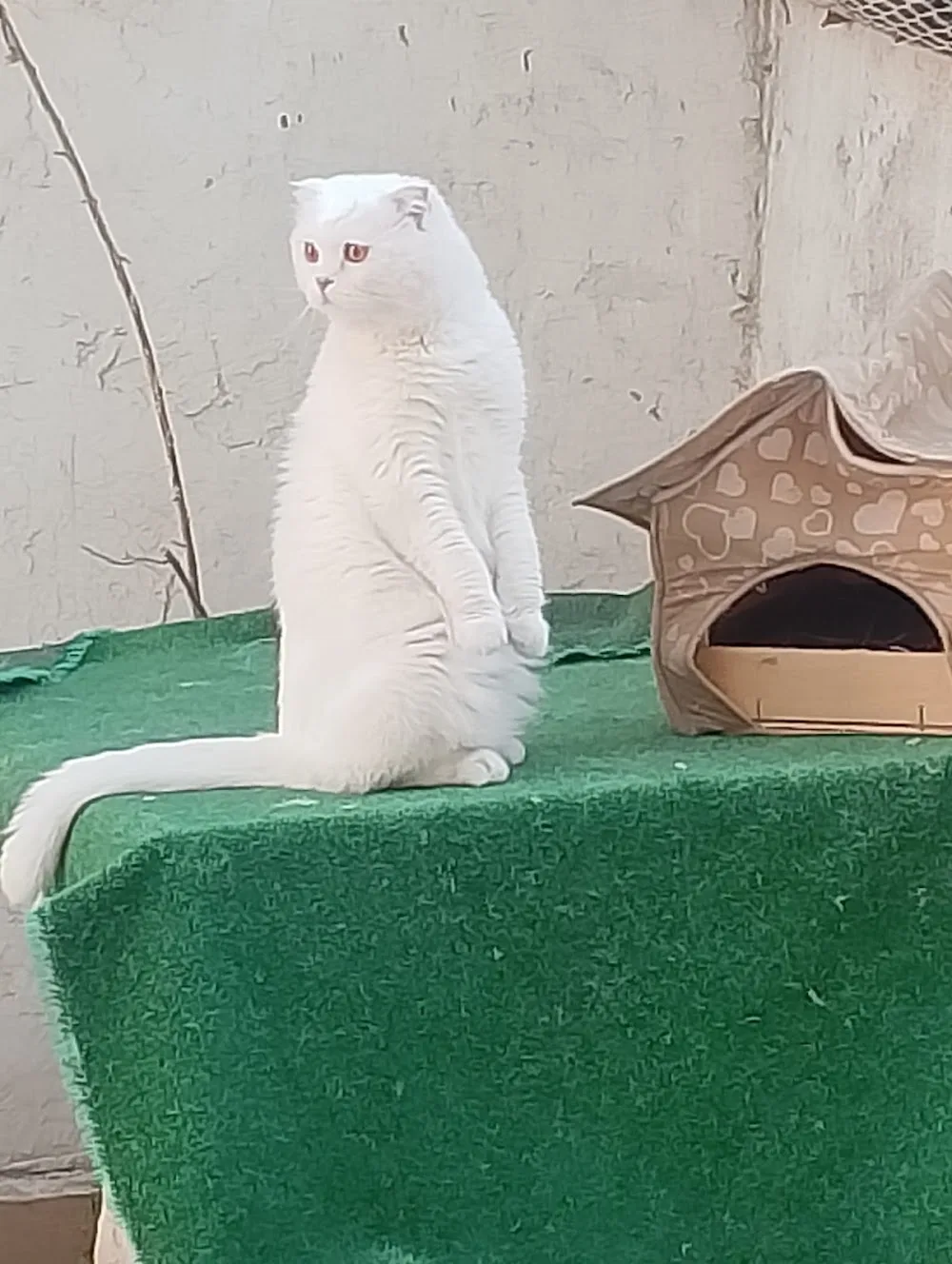 İzmir Kedi Oteli bayraklı - Baghestan pet otel görseli 4