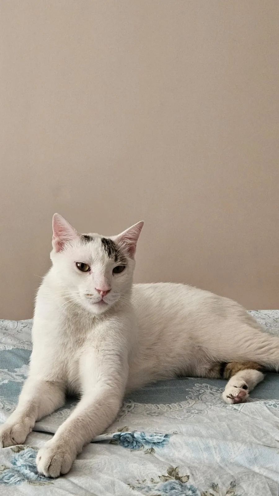 İzmir Kedi Oteli bayraklı - Baghestan pet otel görseli 6