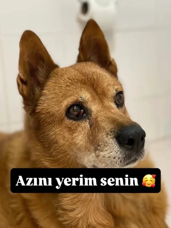 İzmir Kedi Oteli bayraklı - Baghestan pet otel görseli 9