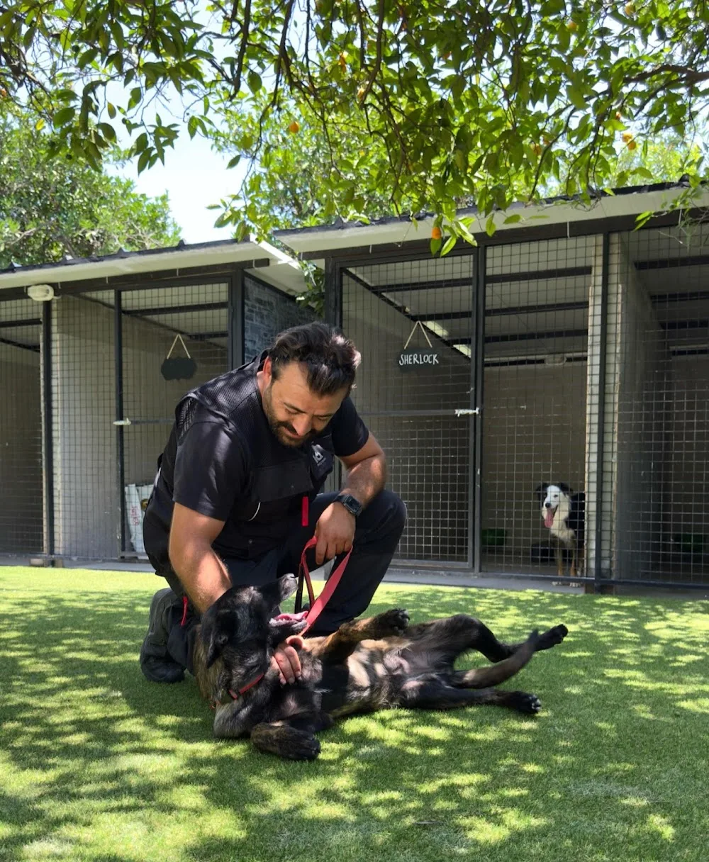 Patilerin Dünyası - Baghestan pet otel