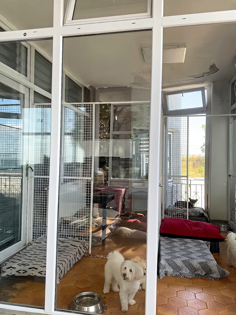 Pet Avrupa Kedi Ve Köpek Oteli - Baghestan pet otel görseli 3