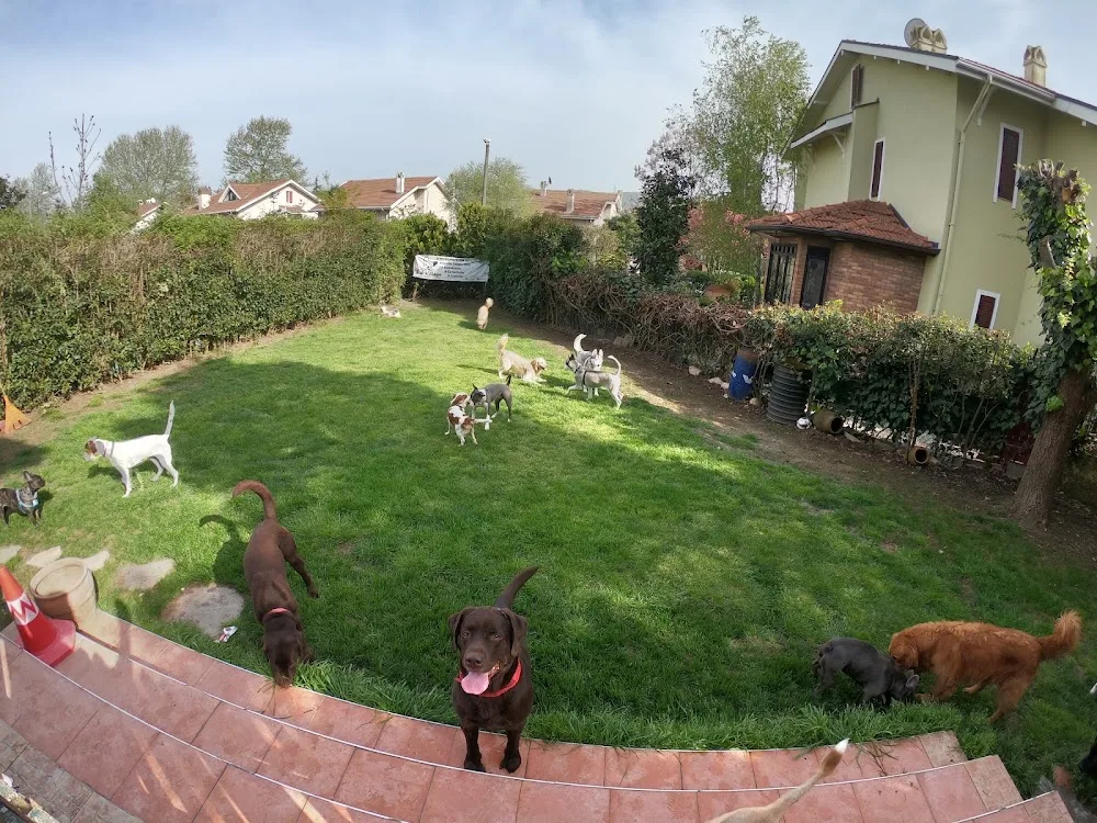PetVillage Academy Köpek Oteli - Baghestan pet otel görseli 2