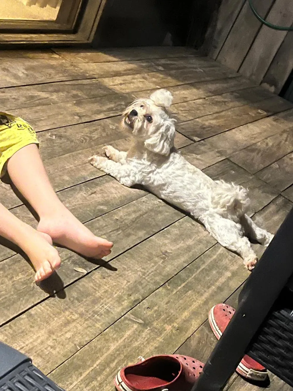 Bahçeşehir Köpek Oteli - Istanbul pet otel görseli 3