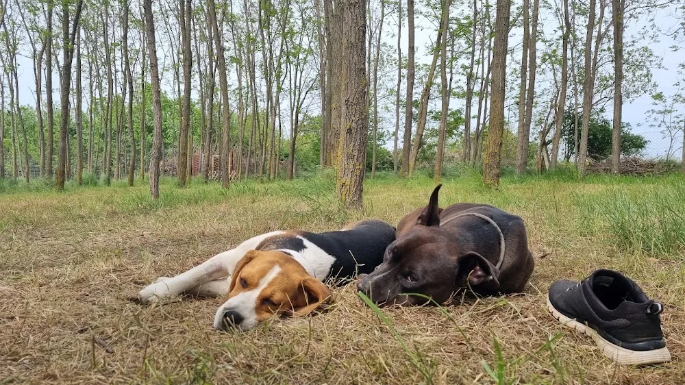 Home 4 Dox - Kutyapanzió Siófok , Kutyanapközi Siófok - Balatonszabadi pet otel görseli 3
