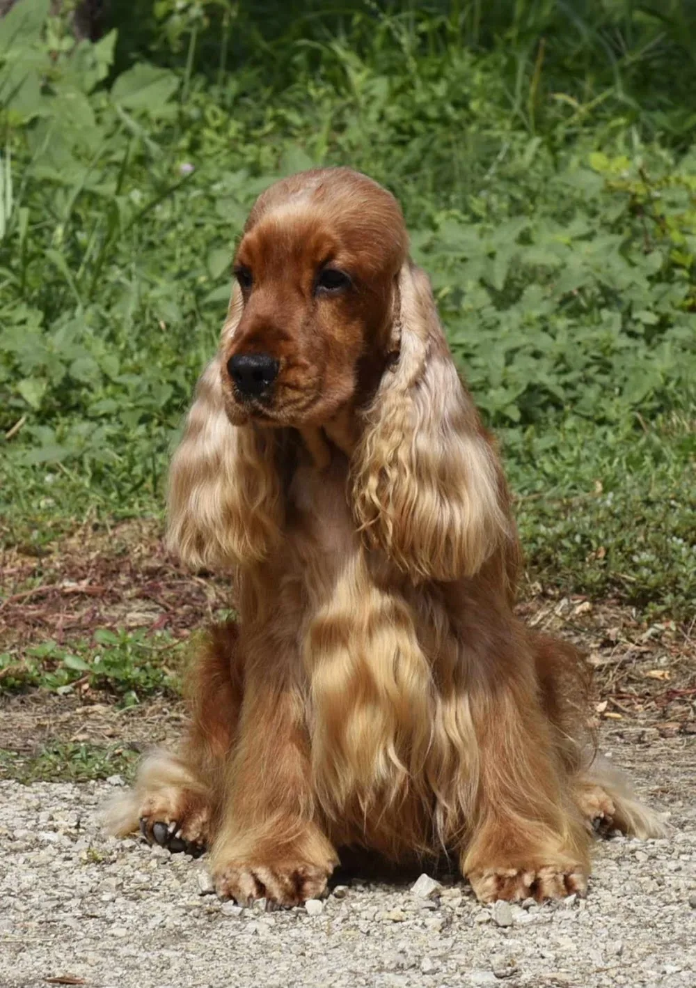 Rizibizi & Goldenstarbull kennel - Balatonszabadi pet otel görseli 2