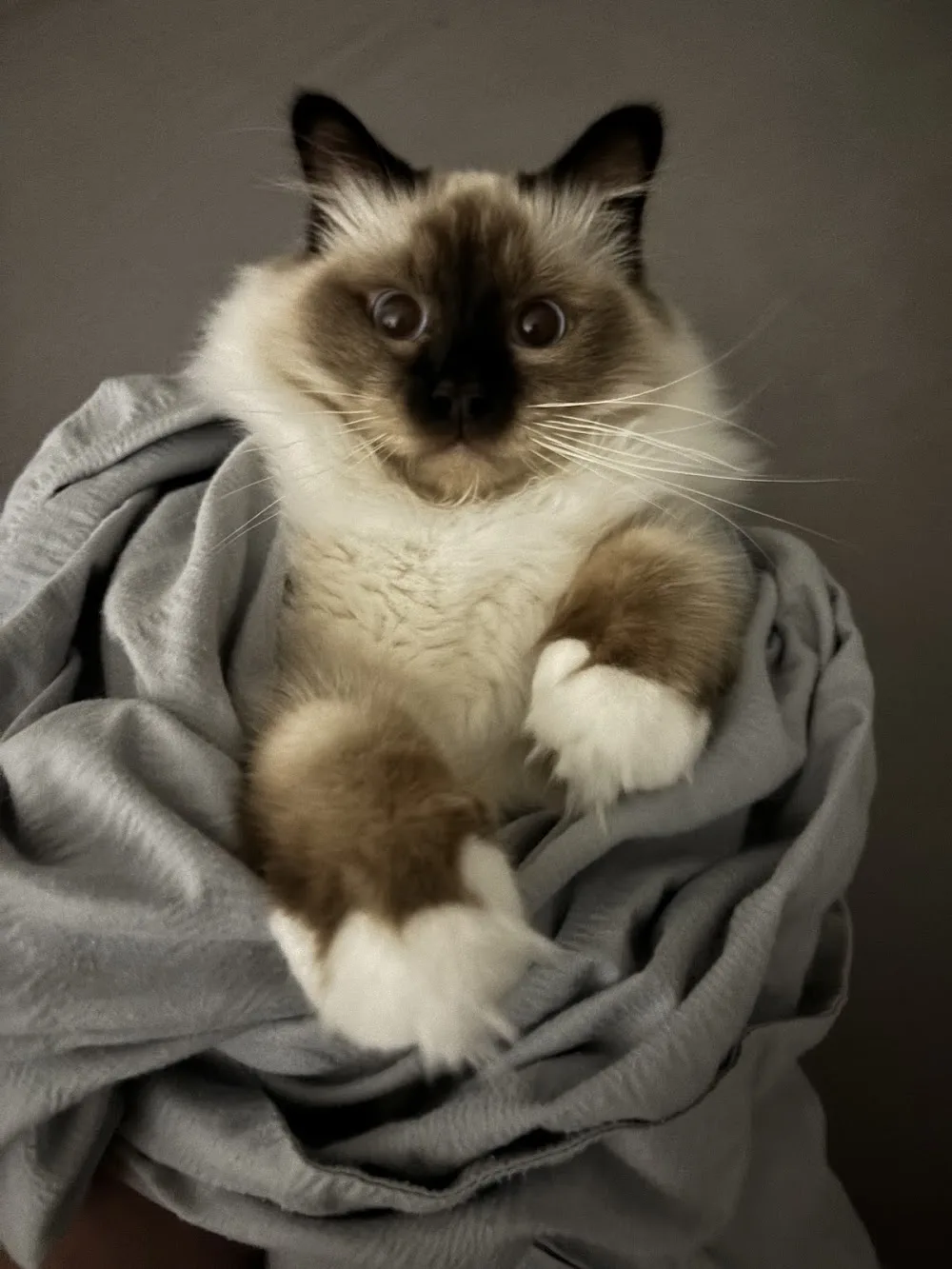 Saba Birman Cattery - Balatonszabadi pet otel görseli 2