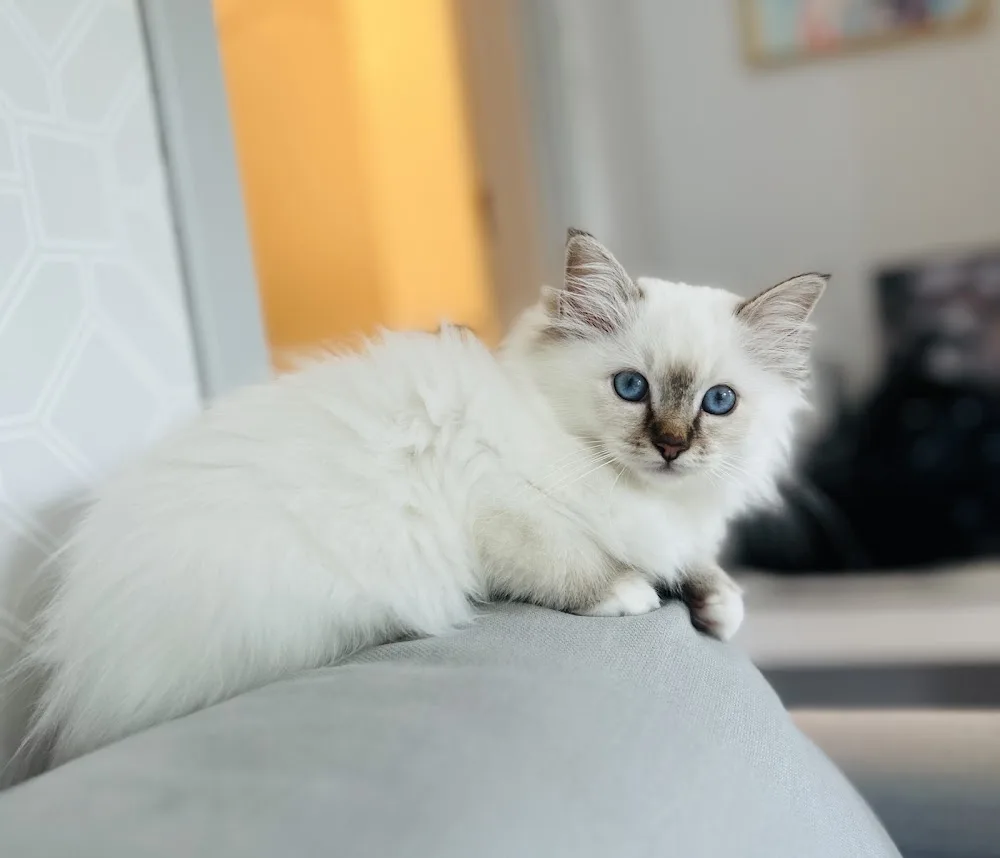 Saba Birman Cattery - Balatonszabadi pet otel görseli 3
