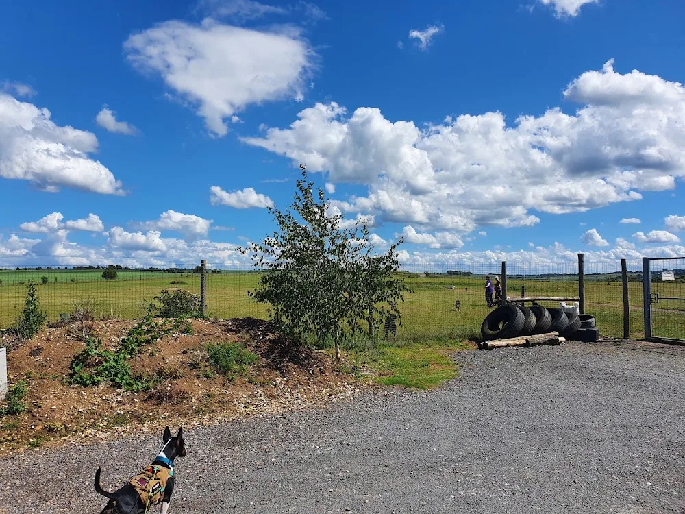 Country Boarding for Cats and Dogs: Dog boarding, luxury dog hotel, cattery, dog day-care, secure dog park, pet boarders - Baldock pet otel görseli 3
