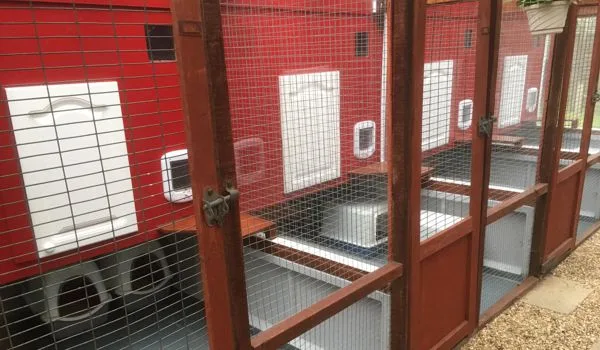 Firs Cattery - Baldock pet otel görseli 3