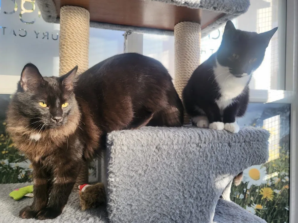 Longcroft Luxury Cat Hotel Letchworth - Baldock pet otel görseli 3