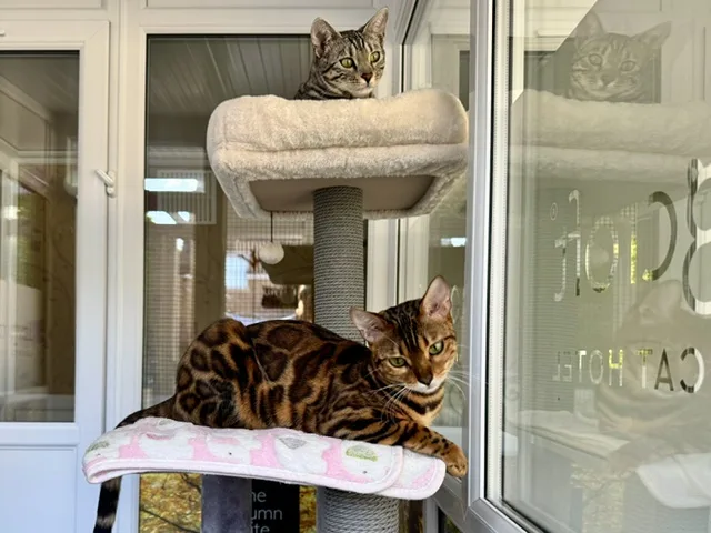 Longcroft Luxury Cat Hotel Walkern - Baldock pet otel