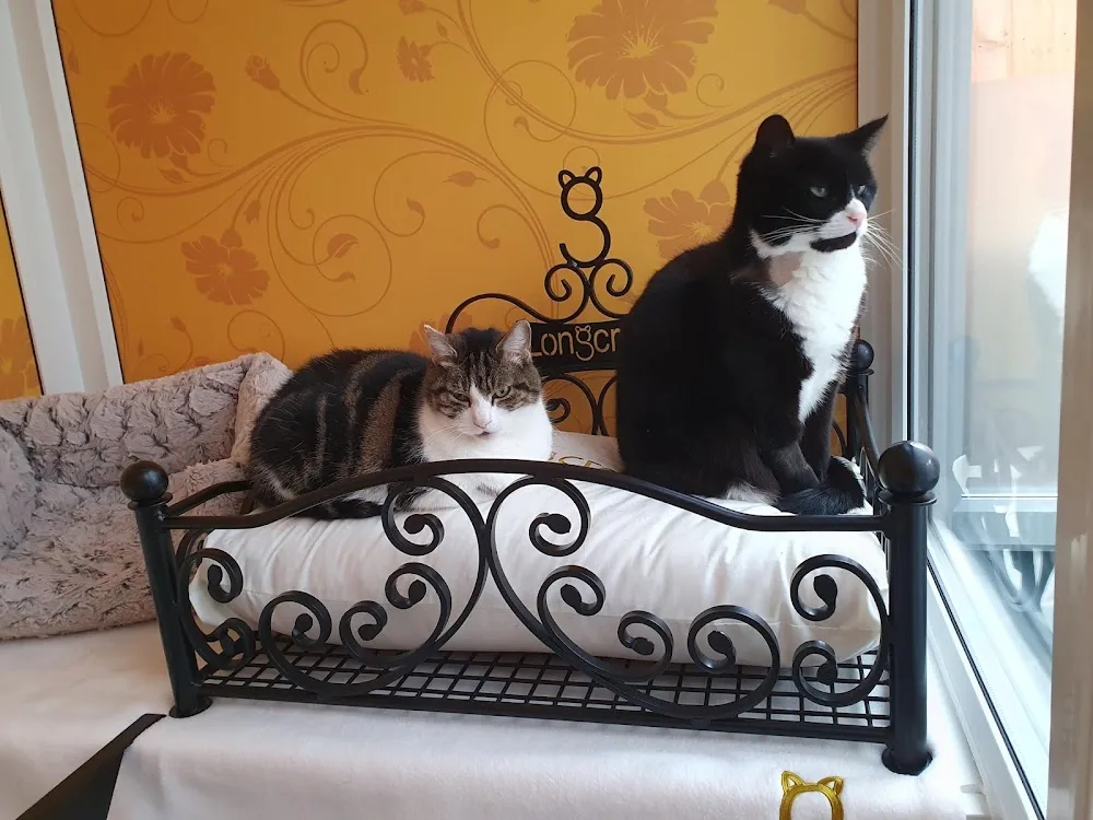 Longcroft Luxury Cat Hotel Walkern - Baldock pet otel görseli 3
