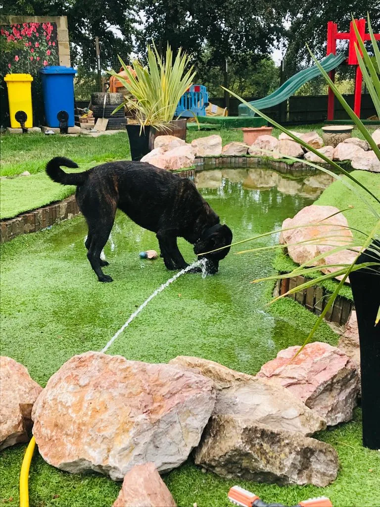 Sentabarcs - Baldock pet otel görseli 2