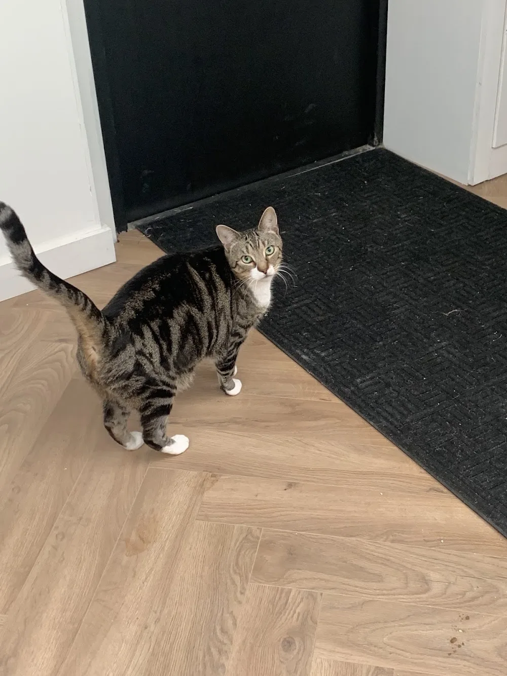 The Cat Care Company - Baldock pet otel görseli 3