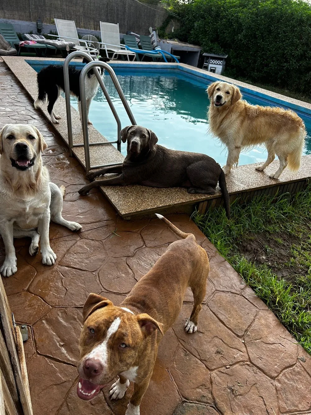 Ca Sa Nina LIBRES Y FELICES COMO EN CASA - Balearic Islands pet otel görseli 3