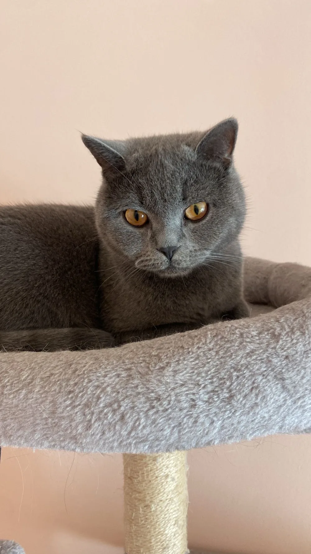 Cat Sitter Barcelona | Hotel de Gatos | Alojamiento para Gatos | Residencia Felino| Guarderia de Gatos - Balearic Islands pet otel