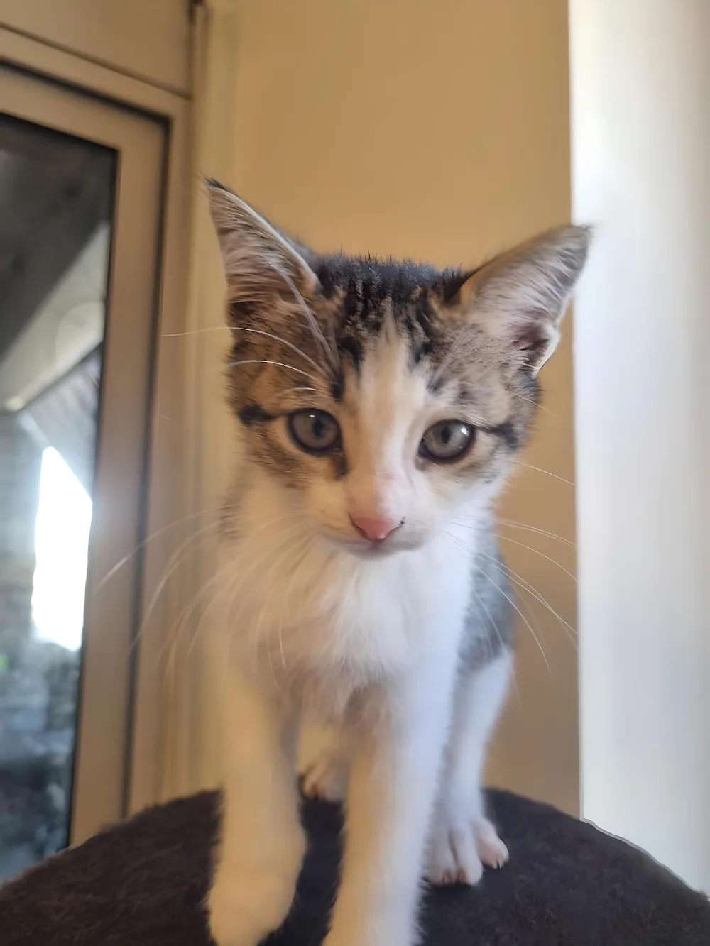 Cat Sitter Barcelona | Hotel Para Gatos | Cat Hotel | Alojamiento Para Gatos | Residencia Felina | Hotel Felino - Balearic Islands pet otel