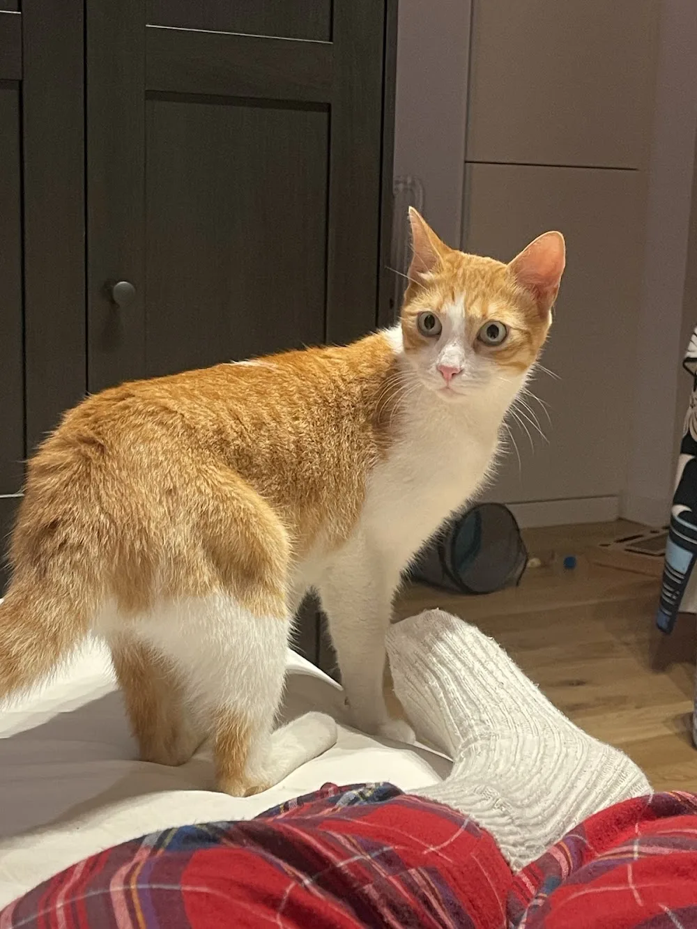 Cat Sitter Barcelona | Hotel Para Gatos | Cat Hotel | Alojamiento Para Gatos | Residencia Felina | Hotel Felino - Balearic Islands pet otel görseli 3