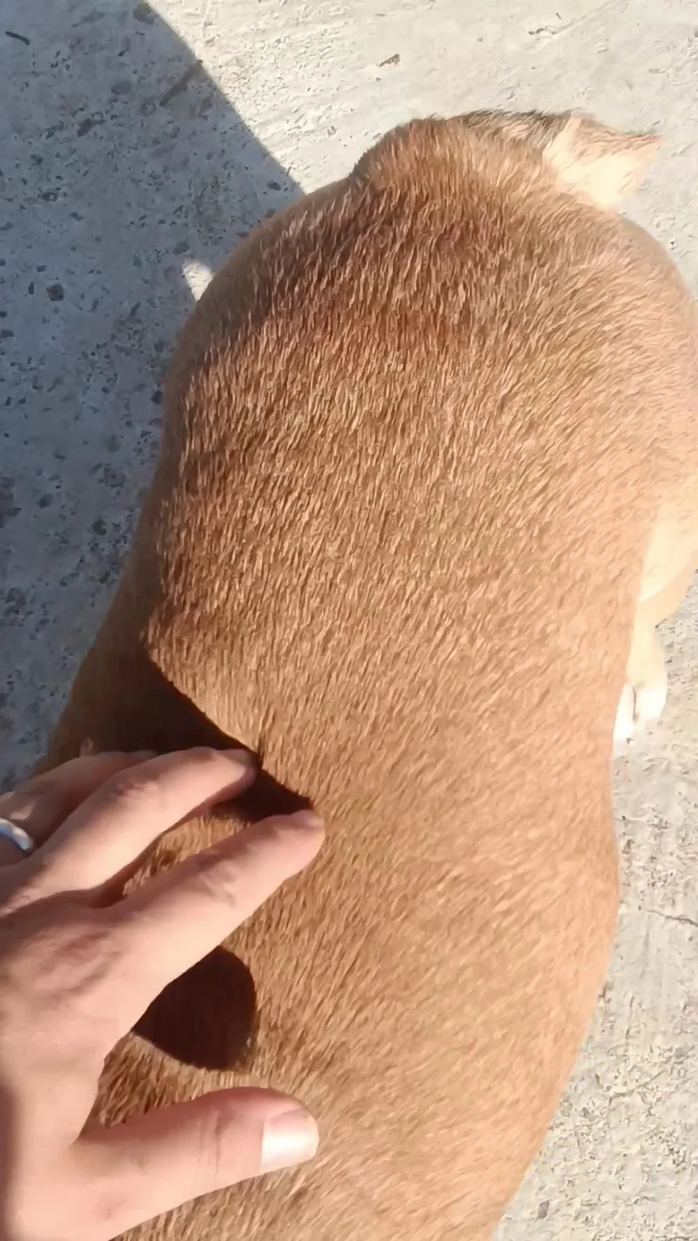 Como en Casa 🐕 Hostel | Guardería Canina - Balearic Islands pet otel
