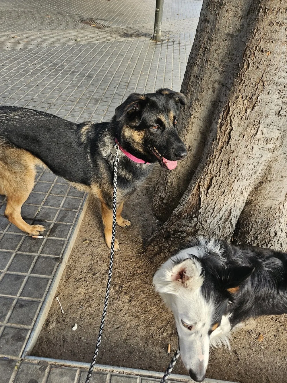 Cuidados mascotas BCN - Balearic Islands pet otel