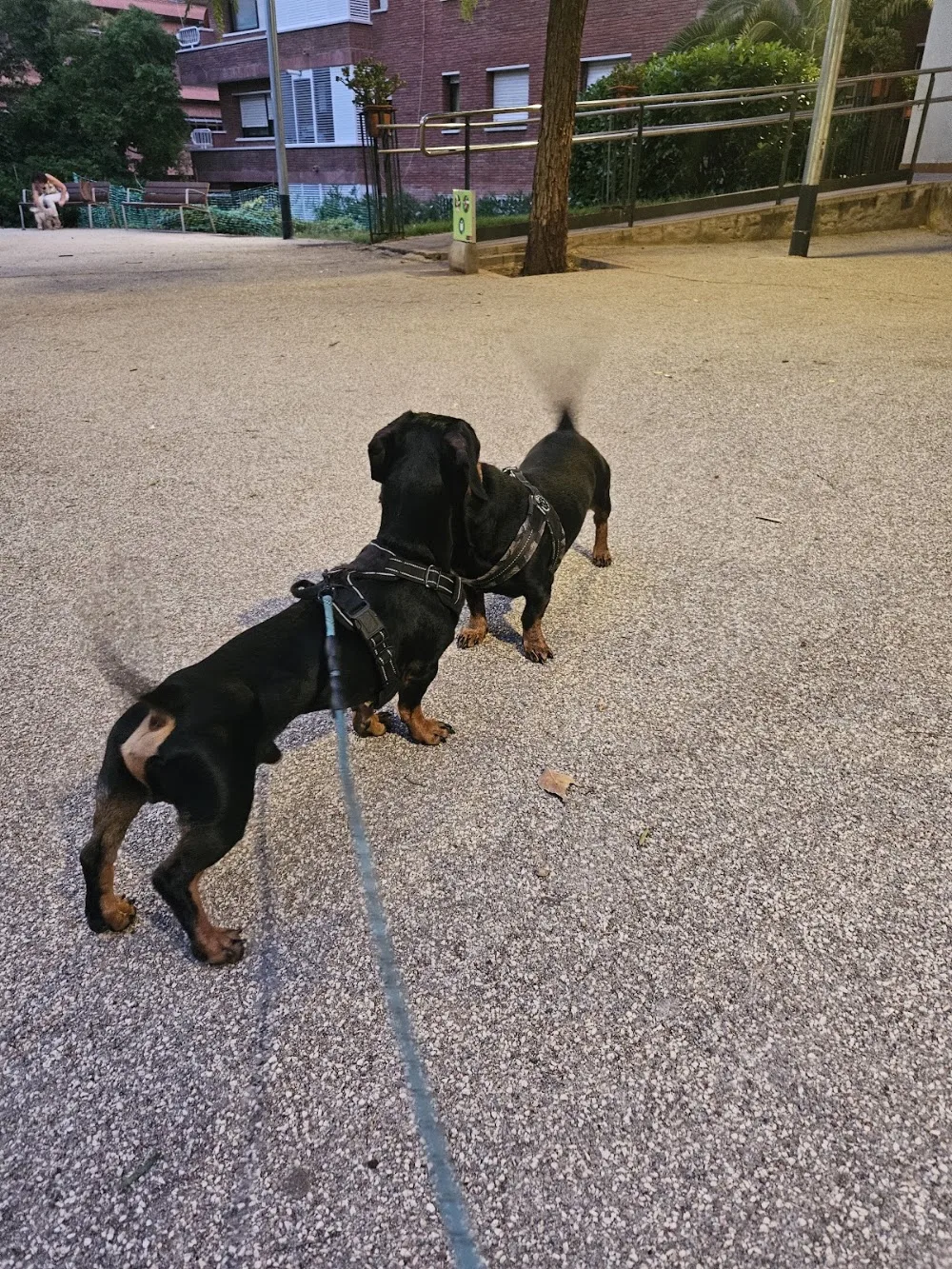 Cuidados mascotas BCN - Balearic Islands pet otel görseli 3