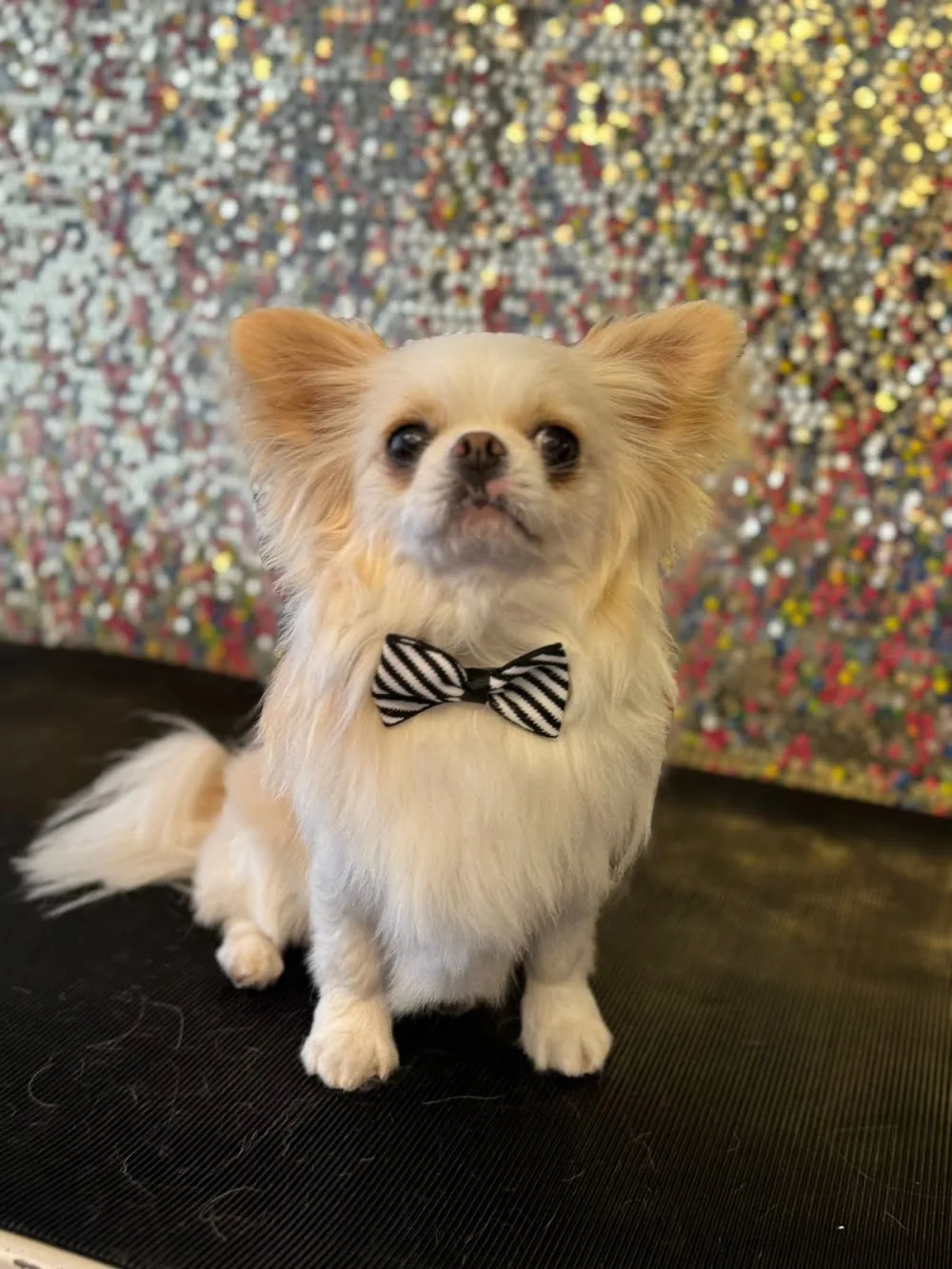 Dressed To The Canines Boutique, Pet Grooming & Cattery - Balearic Islands pet otel