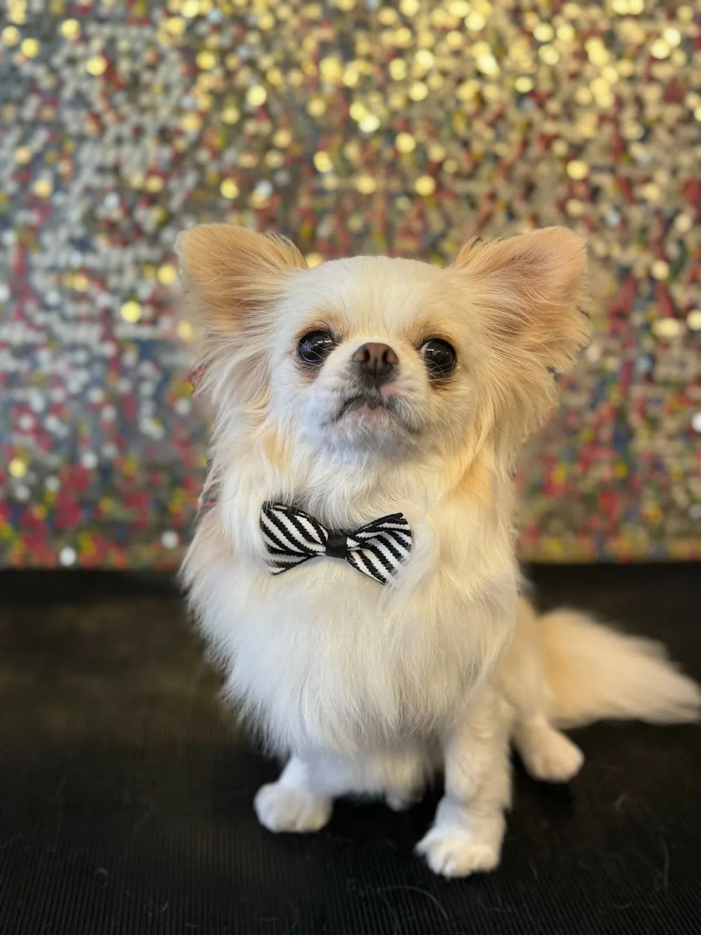 Dressed To The Canines Boutique, Pet Grooming & Cattery - Balearic Islands pet otel görseli 3