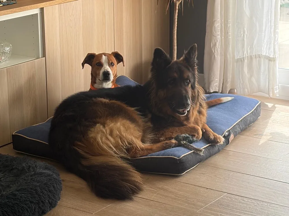 Guarderia canina y felina Miau - Balearic Islands pet otel görseli 3