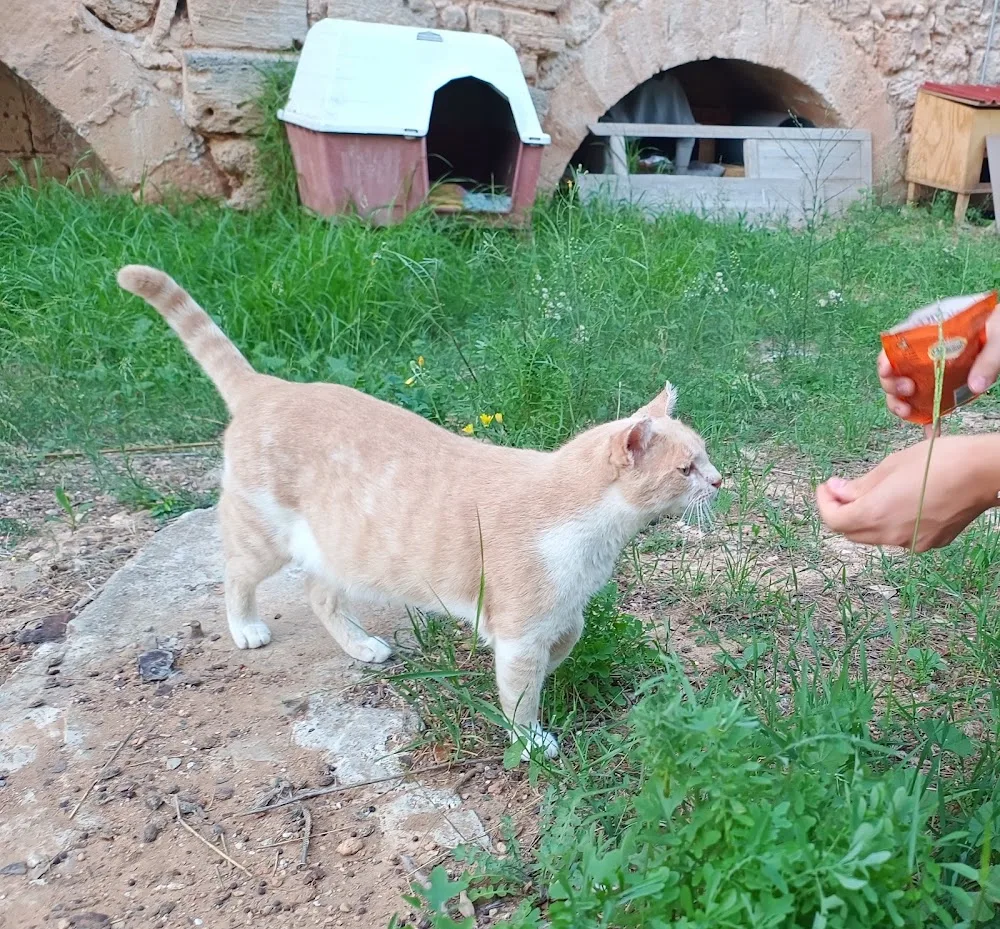 Guardería Felina - Balearic Islands pet otel
