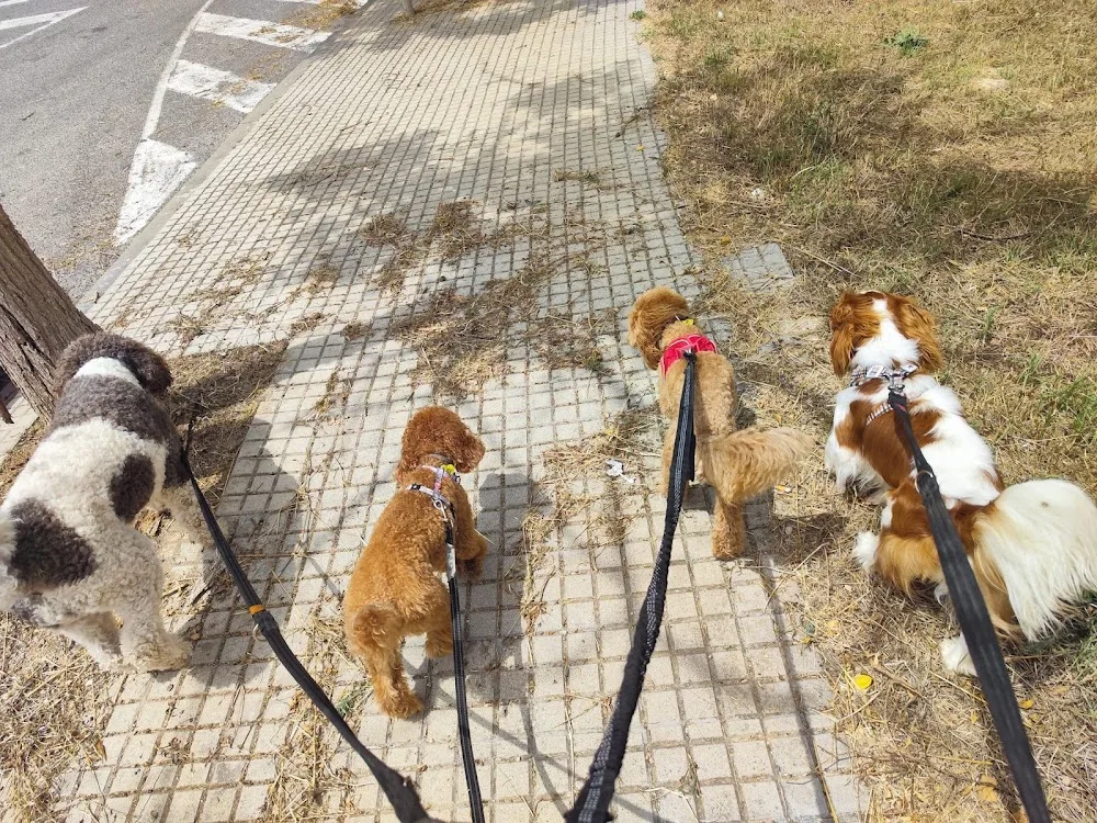 Guardería perros Tarragona. Gemma dogbuddy - Balearic Islands pet otel görseli 3