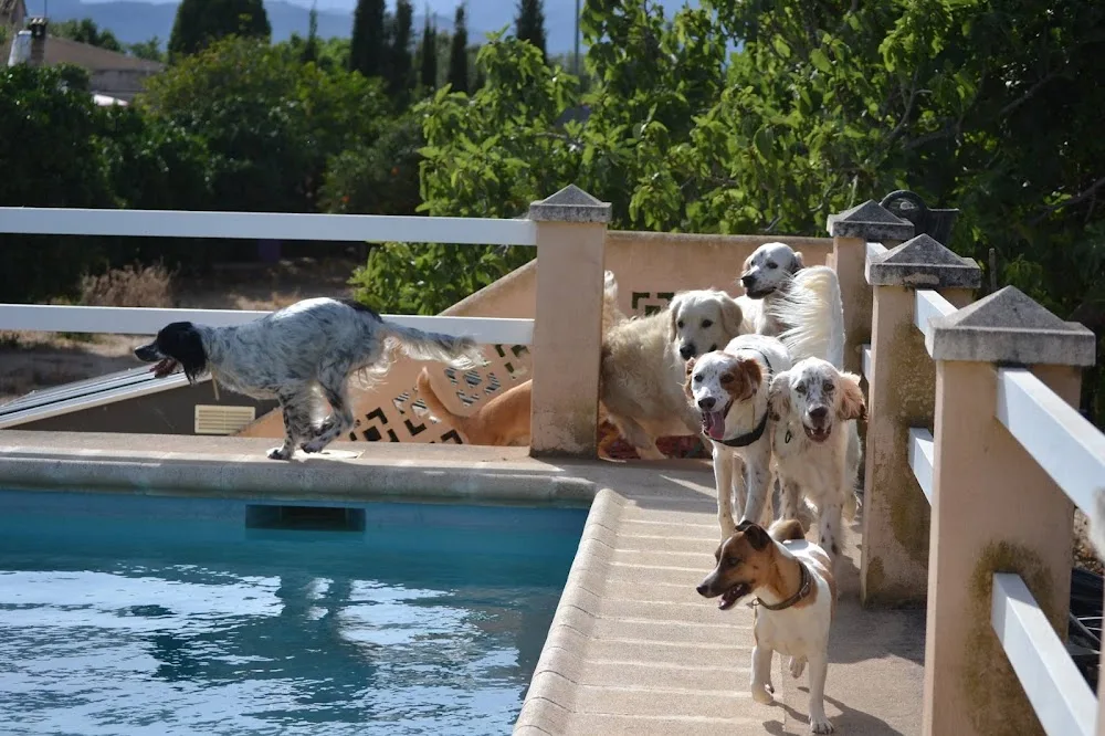 Hocicos Mallorca | Guardería sin Jaulas | Desde 2012 - Balearic Islands pet otel