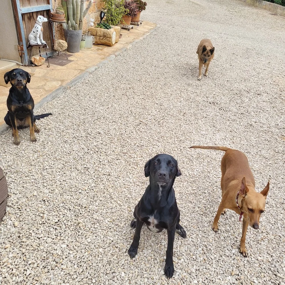 Hundepension "Gabis Hundewiese" - Balearic Islands pet otel