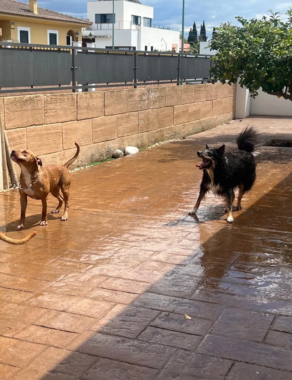 La guardería de Vero 🐶💘🐱 - Balearic Islands pet otel