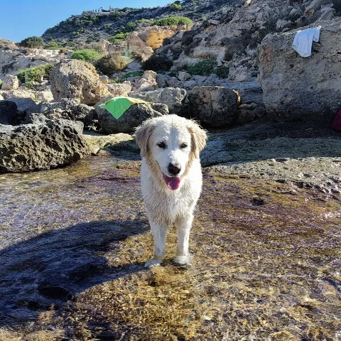 Los Molinos Pets Hotel - Balearic Islands pet otel görseli 5