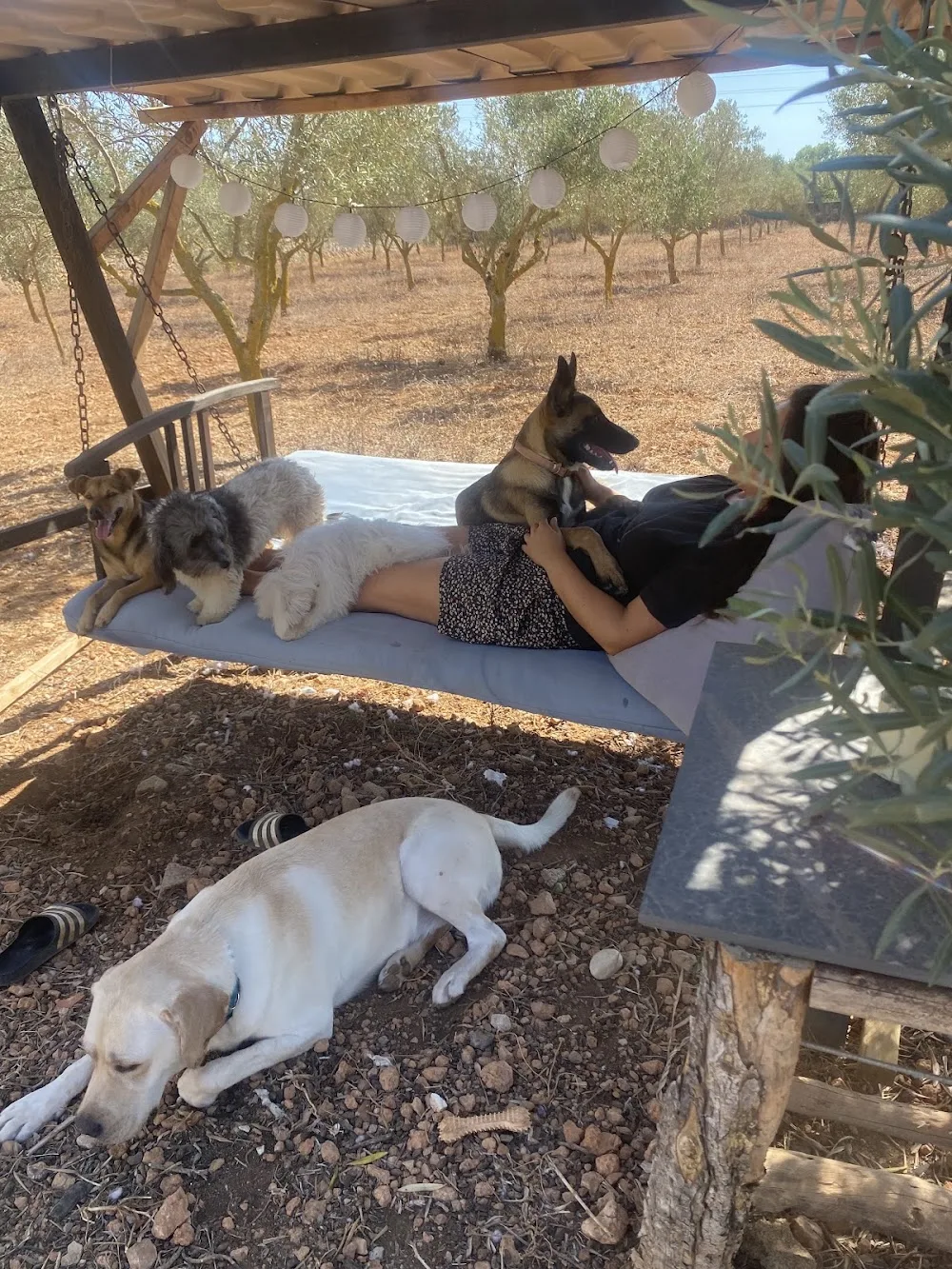 Pawradise Dog Hotel Guarderia Canina - Balearic Islands pet otel
